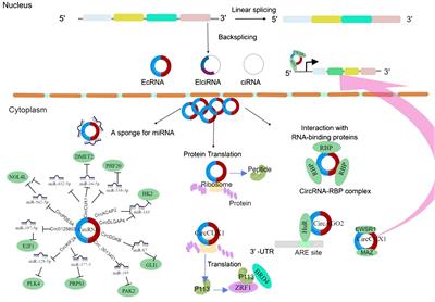 Prospects for the clinical application of exosomal circular RNA in squamous cell carcinoma